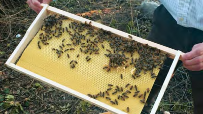 A0260 - Množenie včelstiev rojením